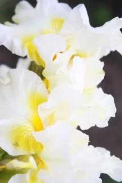 White Iris in a garden Stock Photos