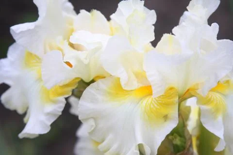 White Iris in a garden Stock Photos