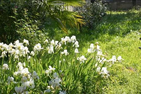White iris in a garden Stock Photos