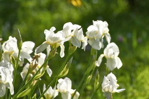 White iris in a garden Stock Photos