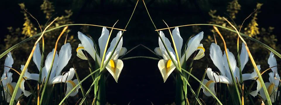 White Iris with Mirror Reflection Stock Photos