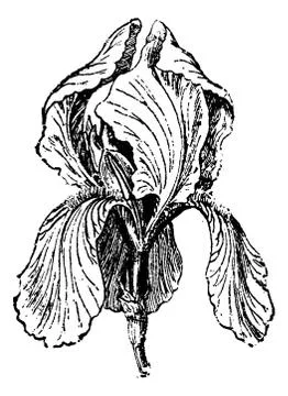 White Iris or Iris albicans, vintage engraving Stock Illustration