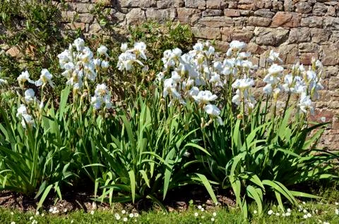 White iris Stock Photos