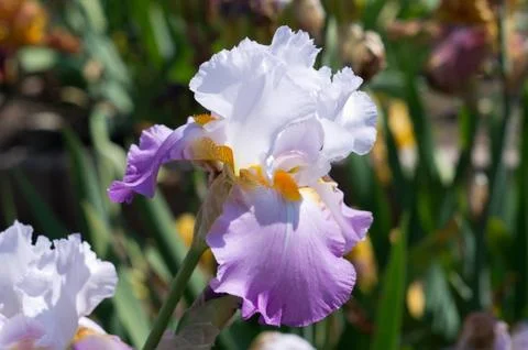 White iris Stock Photos