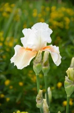 White iris Stock Photos