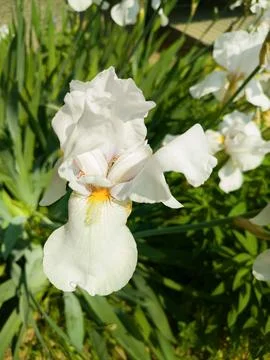 White iris Stock Photos