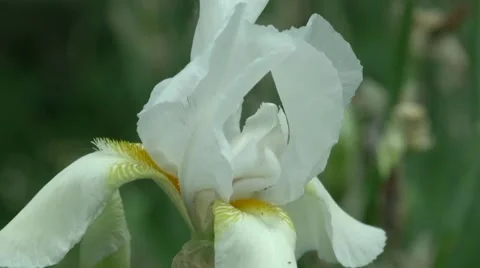 A white iris plant in garden bloom in spring Video stock 61074807