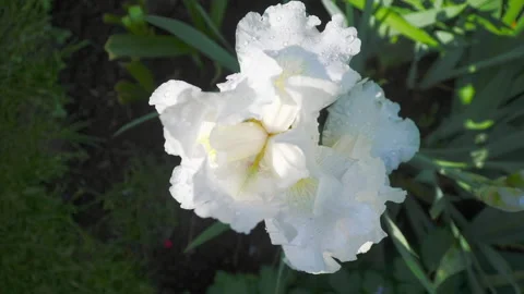 White iris with raindrops Stock Footage 311668900