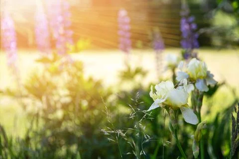 White iris in wide floral composition, great for eco-friendly packaging, herbal Stock Photos