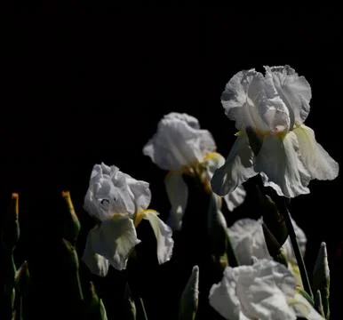 White irises with buds Stock Photos