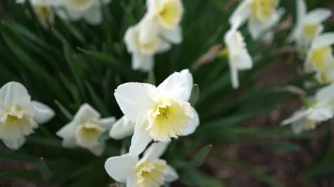 White irises in the garden Stock Footage 272958971