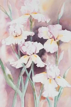 White Irises. Stock Illustration