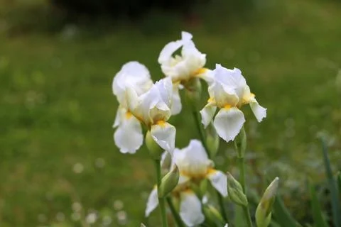 White Irises Foto stock