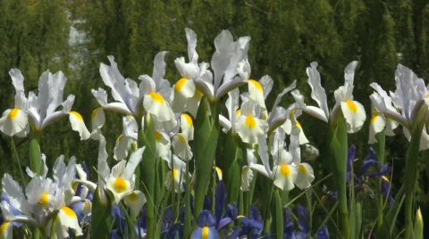White irises swaying in the wind Video stock 545621