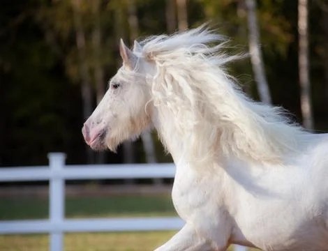 White irish cob Stock Photos
