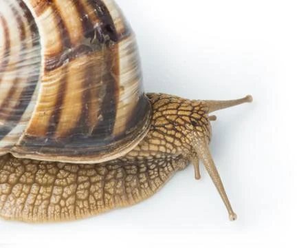 White isolated snail Stock Photos