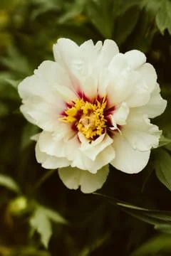 White Itoh Peony Stock-Fotos