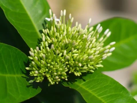 White Ixora coccinea 写真素材