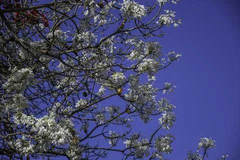 White Jacaranda tree in pretoria Stock Photos