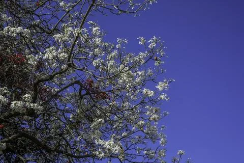 White Jacaranda tree in pretoria Stock Photos