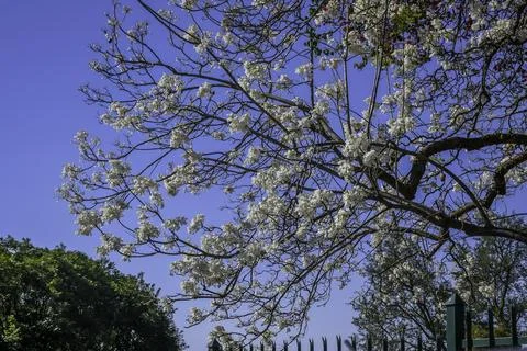 White Jacaranda tree in pretoria Stock Photos
