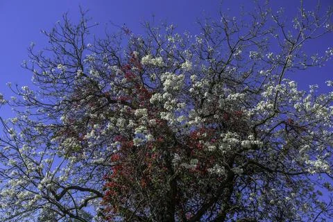 White Jacaranda tree in pretoria Stock Photos