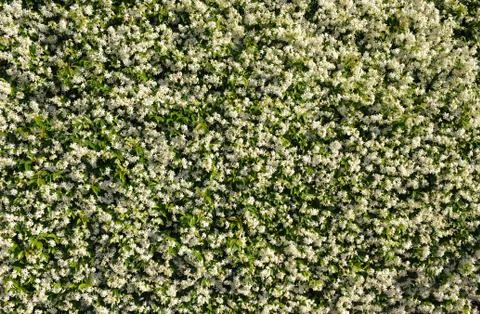 White jasmine background Stock Photos