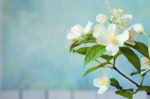 White jasmine. The branch delicate spring flowers Stock Photos