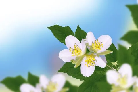 White jasmine The branch delicate spring flowers Stockfoto's