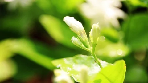 White Jasmine Bud Stock Footage 107195203