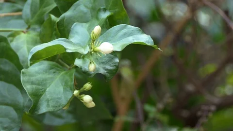 White jasmine bud Stock Footage 107819790