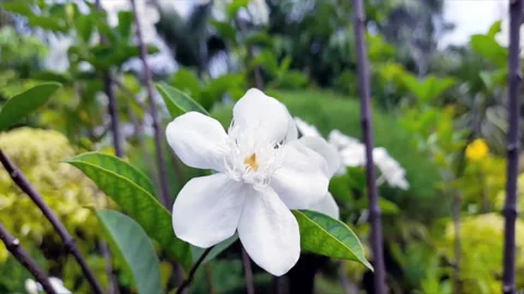 White jasmine flower in bloom Stock Footage 155423085