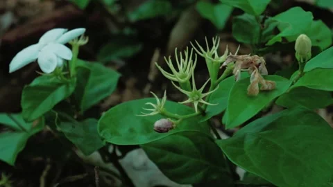 White jasmine flower 動画素材 251691481