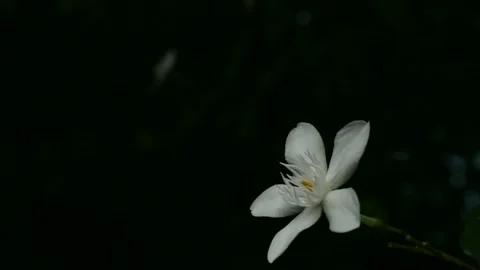 White jasmine flower Stock Footage 280032232