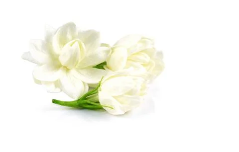 White jasmine flower isolate on white background Stock Photos
