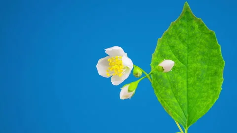 White Jasmine Flower Opening Видео 91744608