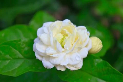 White jasmine flower Stock Photos