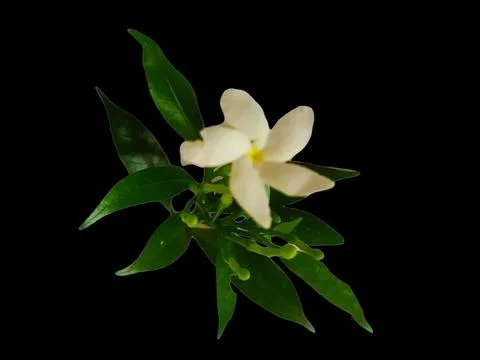 White jasmine flower Stock Photos