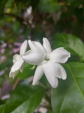 White jasmine flower Stock Photos