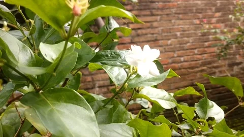 White jasmine flowers bloom Stock Footage 327692344