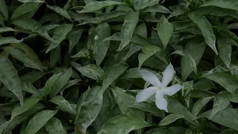 White Jasmine Flowers Blooming Stock Footage 323901972