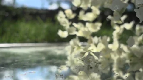 White jasmine flowers fall in slow motion Stock Footage 232378149