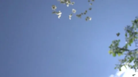 White jasmine flowers fall in slow motion against the sky Stock Footage 232594741
