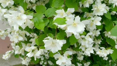 White jasmine flowers Stock Footage 137246229