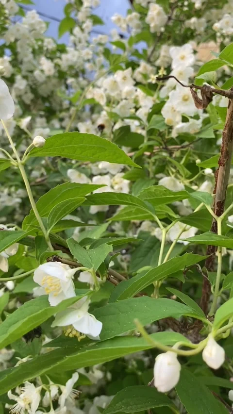 White jasmine flowers Stock-Footage 241296272