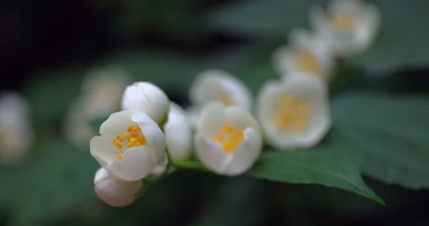 White jasmine flowers Video stock 244674863