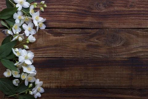 White jasmine flowers on rustic old wooden background, postcard template 스톡 사진