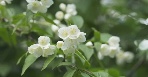 White jasmine flowers in summmer day Stock Footage