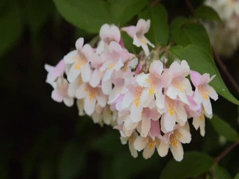 White Jasmine flowers on tree Stock-Footage 77978794