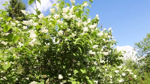 White jasmine Video stock 7665982